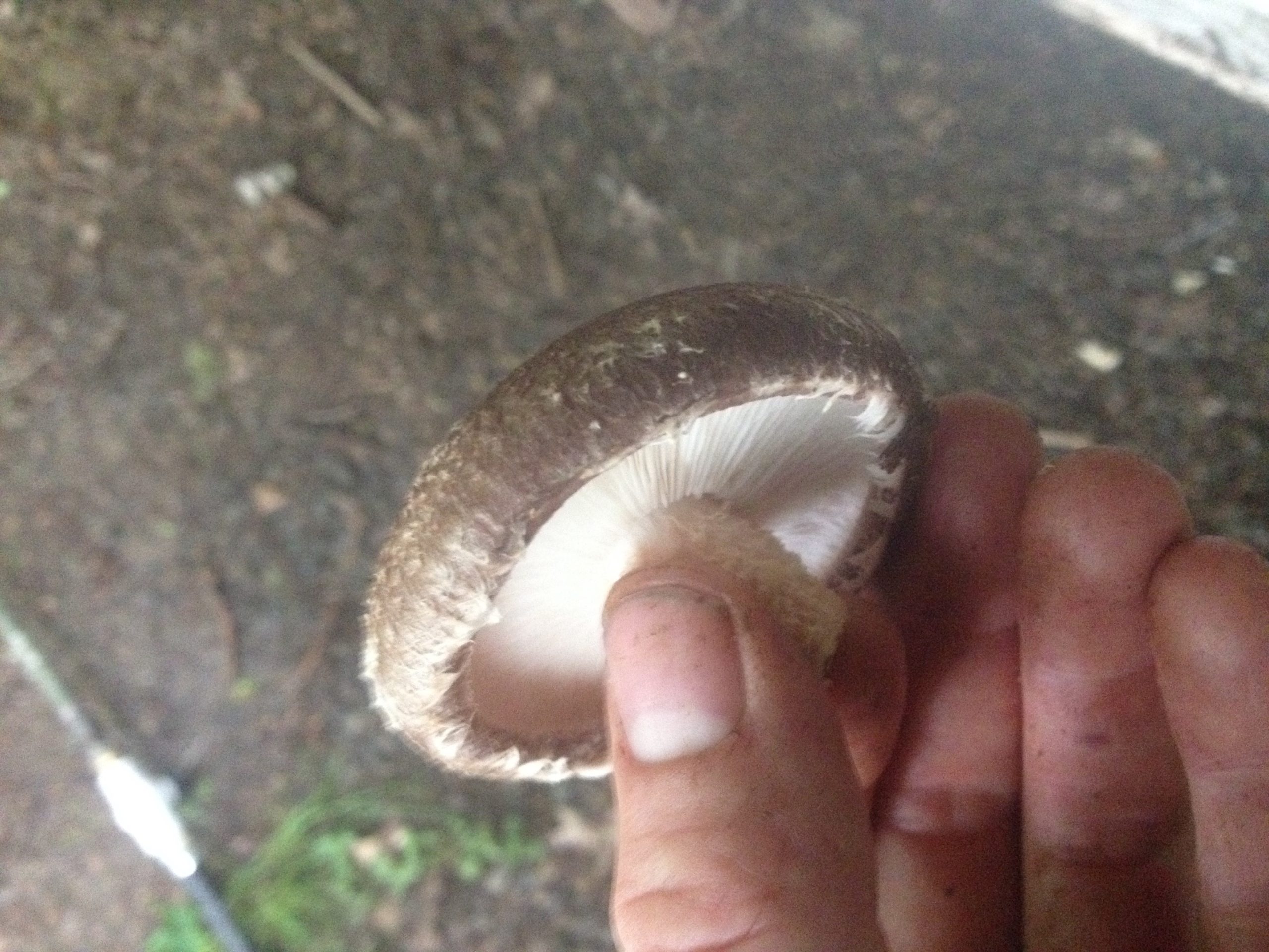 A perfectly ripe shiitake will have exposed gills and lightly rounded edges.