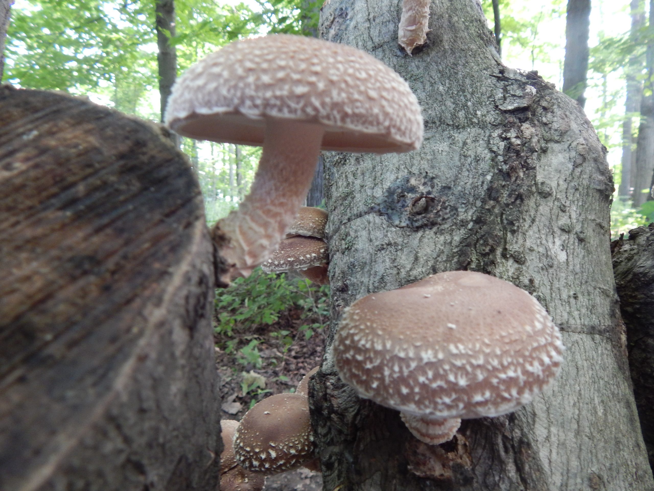 Shiitake Mushrooms growing out of a log