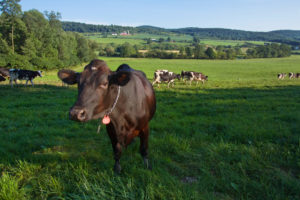 Dairy cow on pasture 