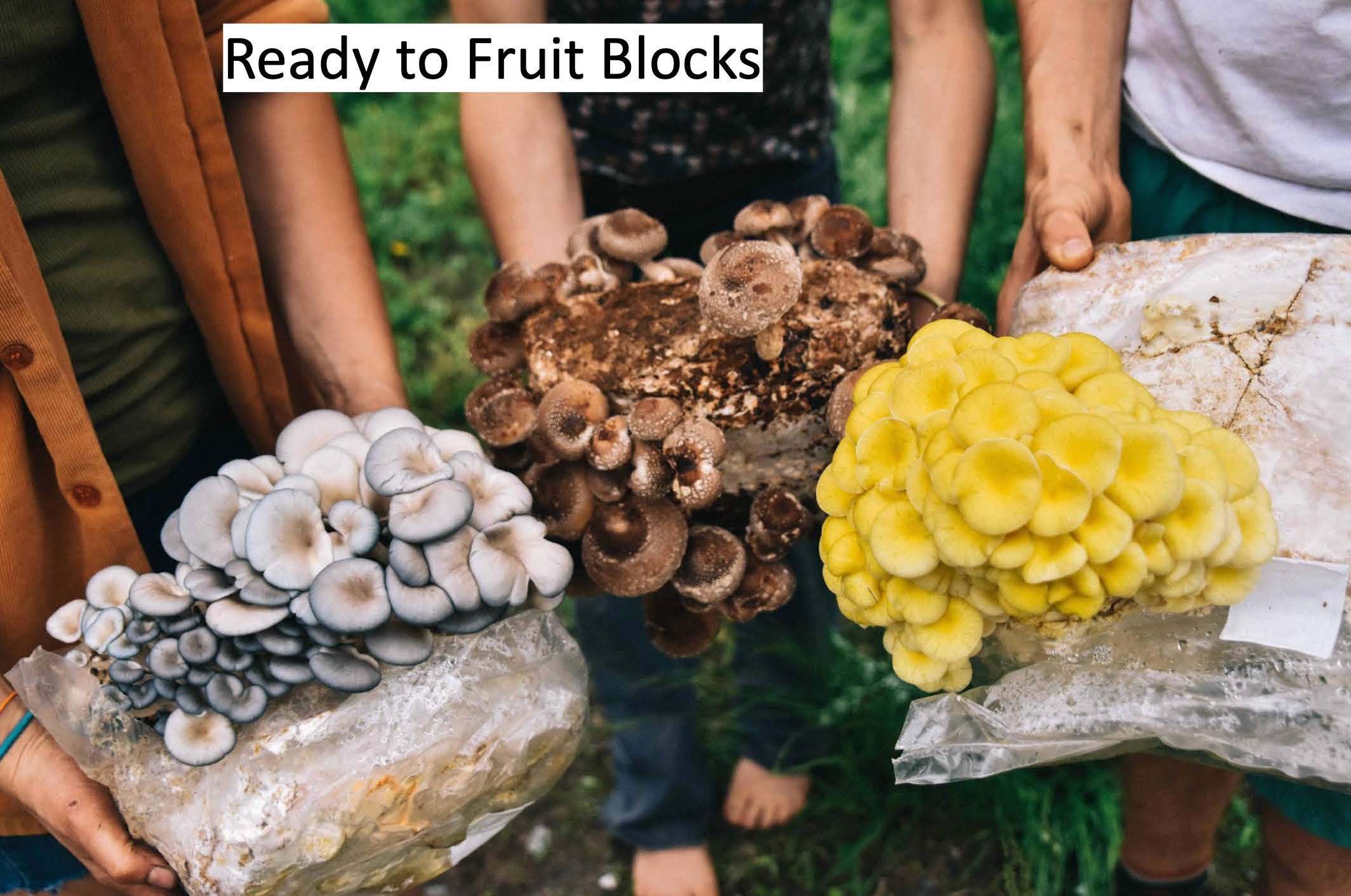 Ready to fruit blocks