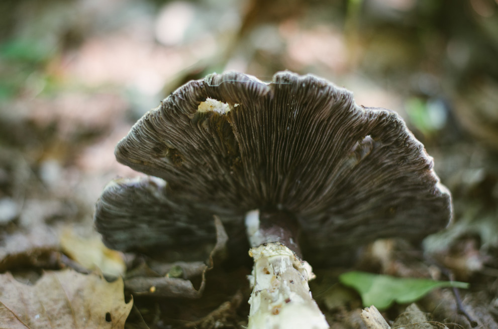Underside of a mushroom on the forest floor. 