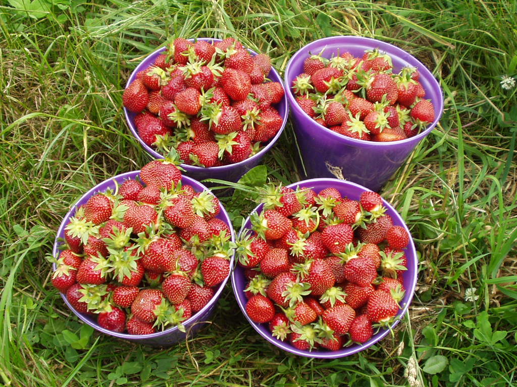 Picking buckets filled with strawberries