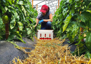 Parallel rows of staked tomato plants with a straw covered walkway; a woman wearing blue gloves harvest tomatoes, sporting a red Cornell Cooperative Extension lid.