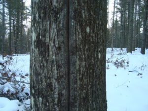A hardwood tree with a vertical split down its trunk. 