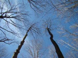 A view of a sparse forest canopy from below. 