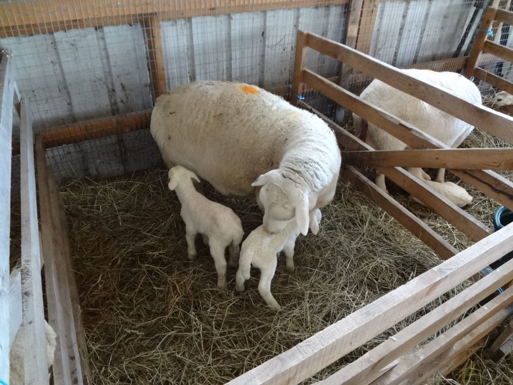 Twinning lambs