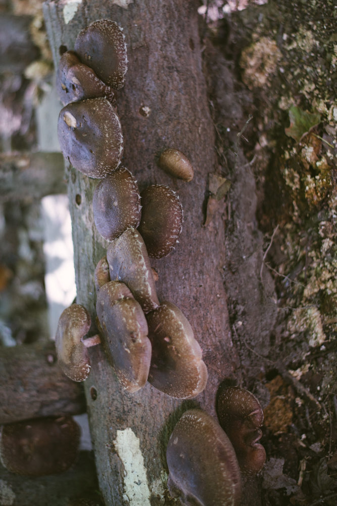 Shiitake mushrooms are decomposers. 
Fungi Ally