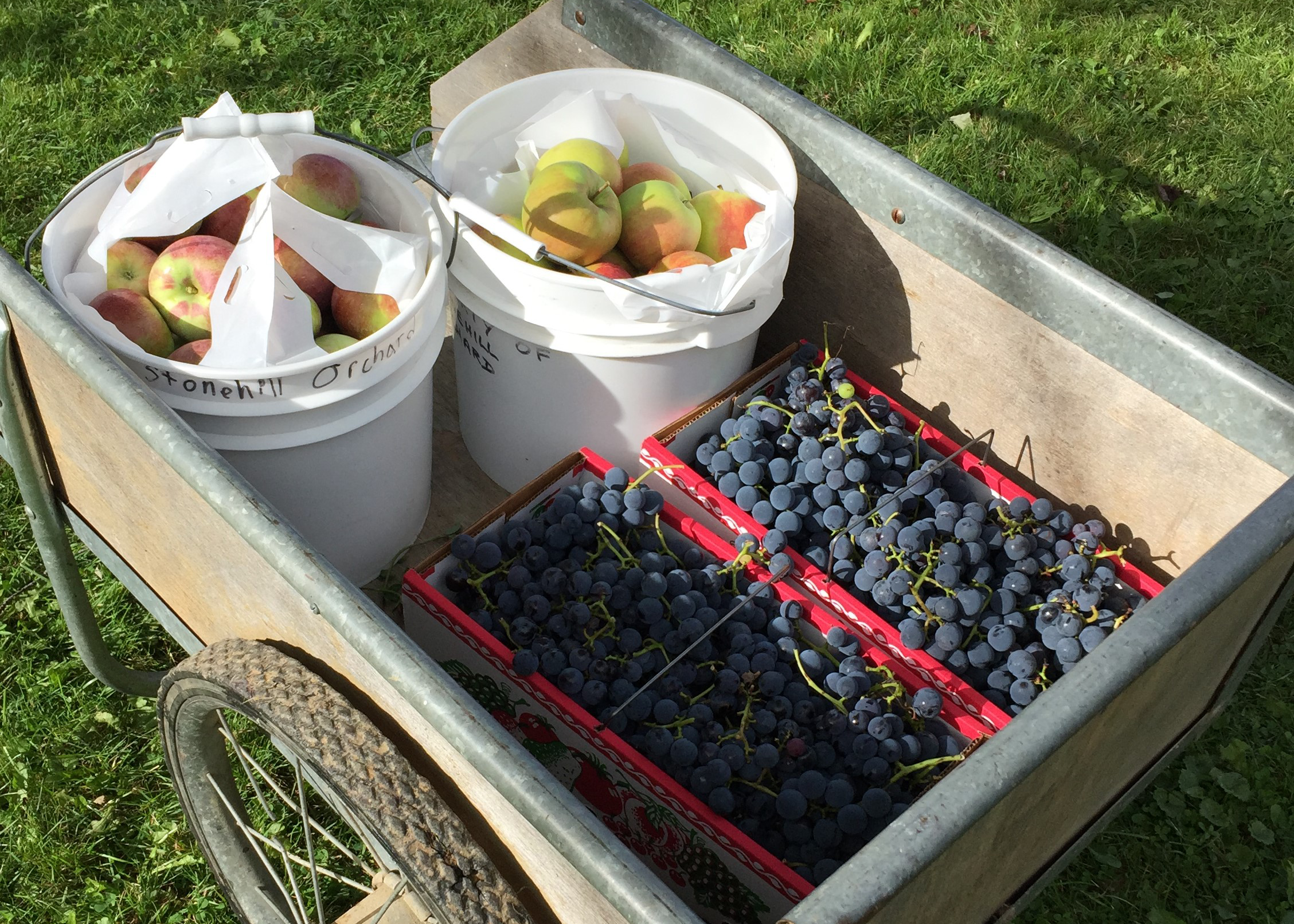 u-pick-apples-blueberries-wagon