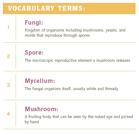 Here are some useful vocabulary terms. Fungi; a kingdom of organisms including mushrooms, yeast, and mold that reproduce through spores. Spore: the microscopic reproductive element a mushroom releases. Mycelium: The fungal organism itself, usually white and thread. Mushroom: A fruiting body that can be seen by the naked eye and picked by hand.
