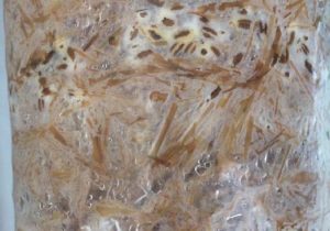 mycelium growing in straw
