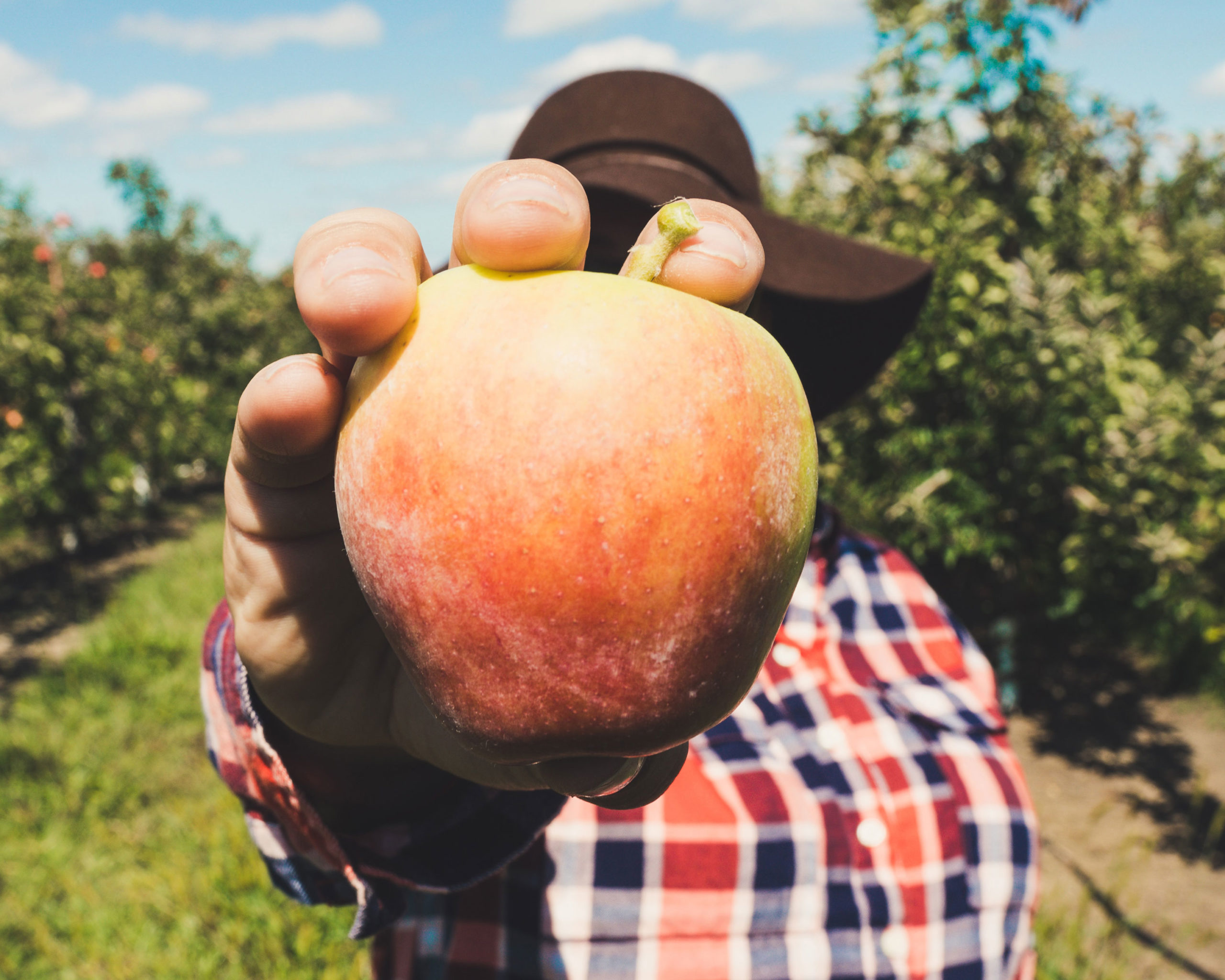 farmer-apple-hand-unsplash