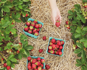 hand strawberry picking unsplash