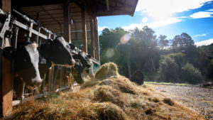 Cows poke heads out of a dairy barn in the Catskills.