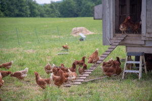Chickens coming out of their coop in a pasture