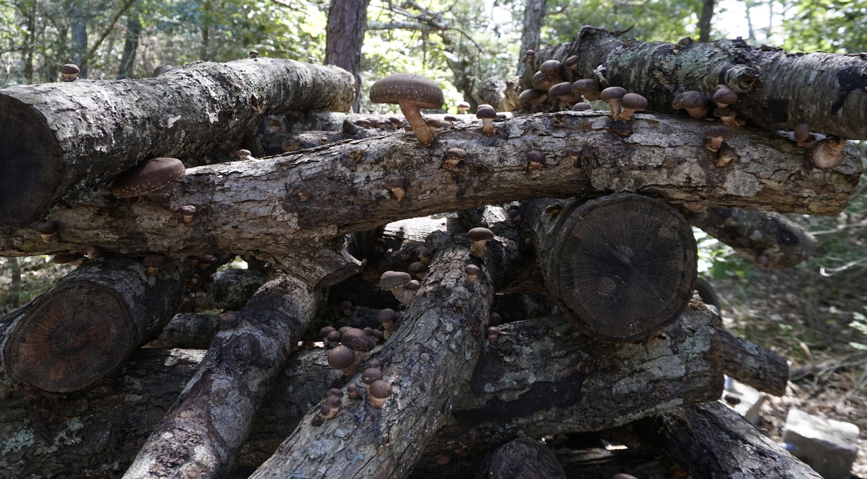 Cultivating Indoors vs. Outdoors Cornell Small Farms