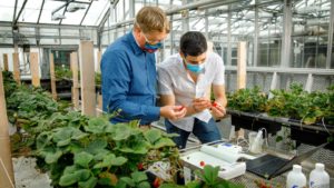 Neil Mattson and a student, both in masks, examine strawberries in a greenhouse.