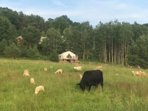 A flock of sheep and one cow graze in a pasture in front of a glamping tent.