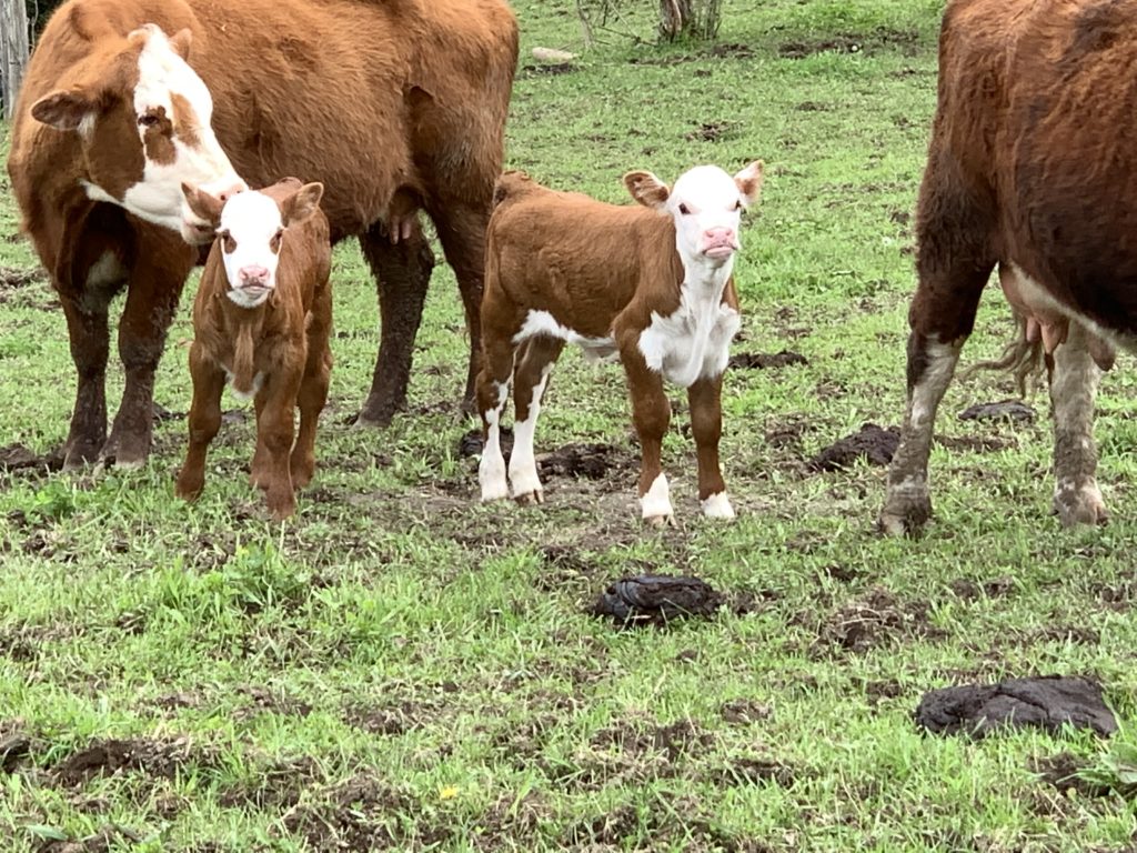 Calves and their mothers in a pasture