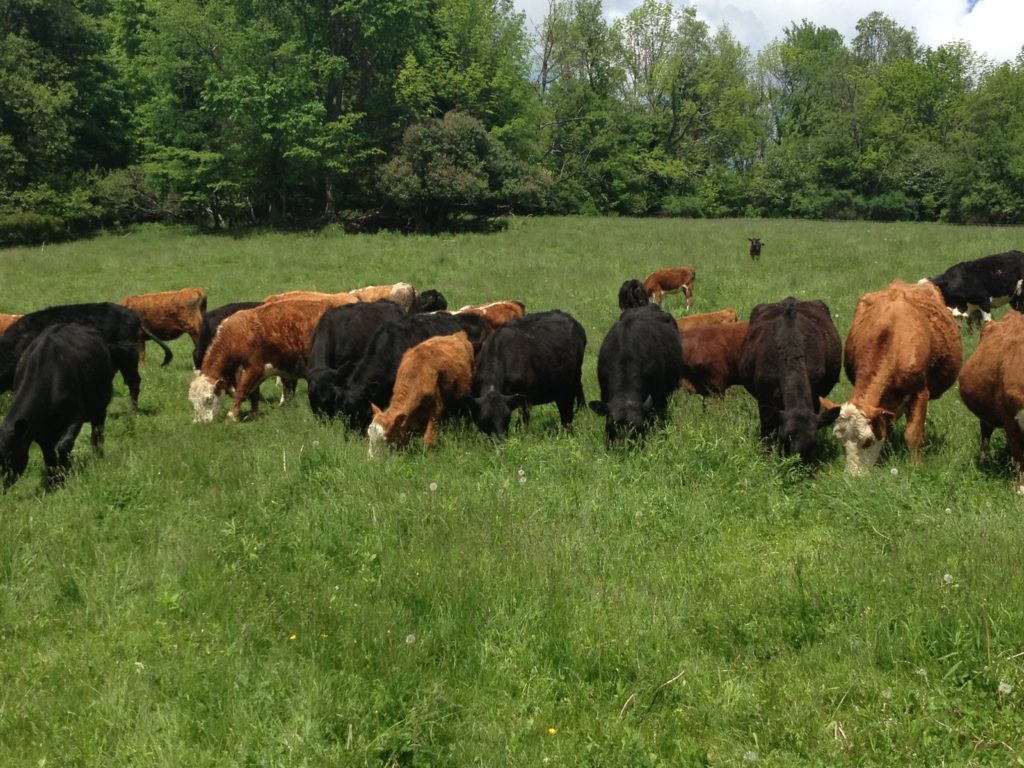 Beef cows in a well-maintained pasture