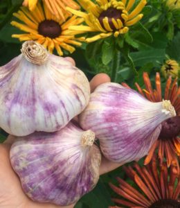 A handful of garlic with flowers in the background