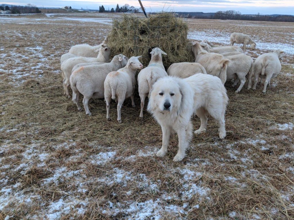 A Great Pyrenees dog stands near a flock of sheep.