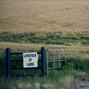 livestock at large survey insta