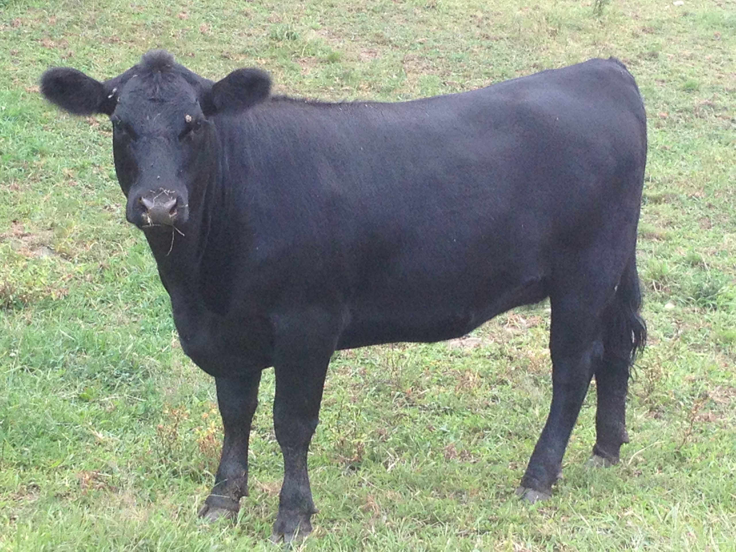 A young, purebred Angus cow. 