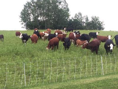 The author's herd of mixed Hereford, Black Angus, and Red Angus cattle. 