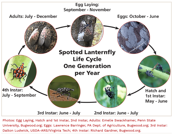 The lifecycle of the lanternfly. 