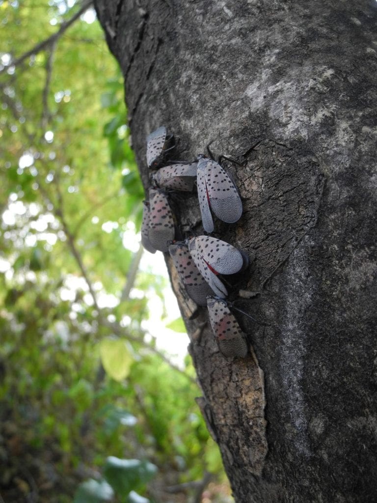 Adult spotted lanternfly on tree trunk. 