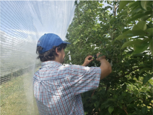 Tree Fruit Specialist Mike Basedow measuring Honeycrisp apples for the fruit growth model at an eastern New York orchard.