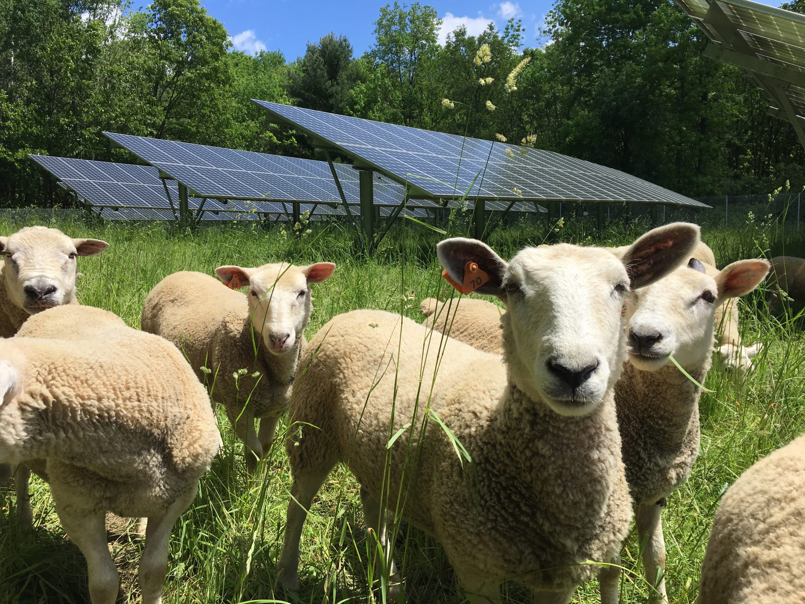 A flock of sheep stand in a pasture with solar panels in the background.