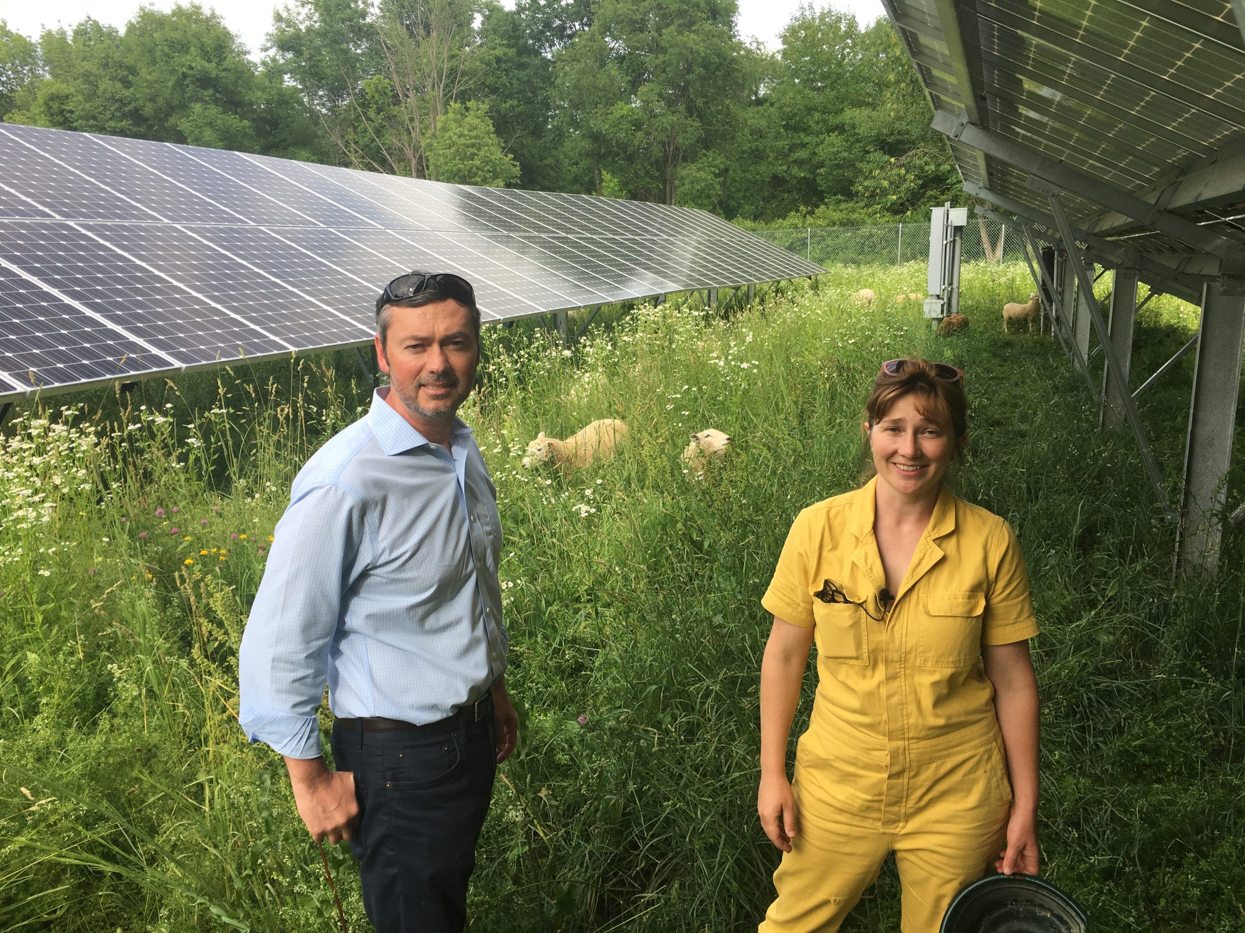 Ashley Bridge on the solar site she manages, with her boss from the solar company. Solar panels, grass, and sheep grazing in the background