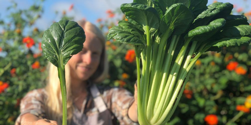 Petra Page-Mann holds two large heads of Asian Spinach. 