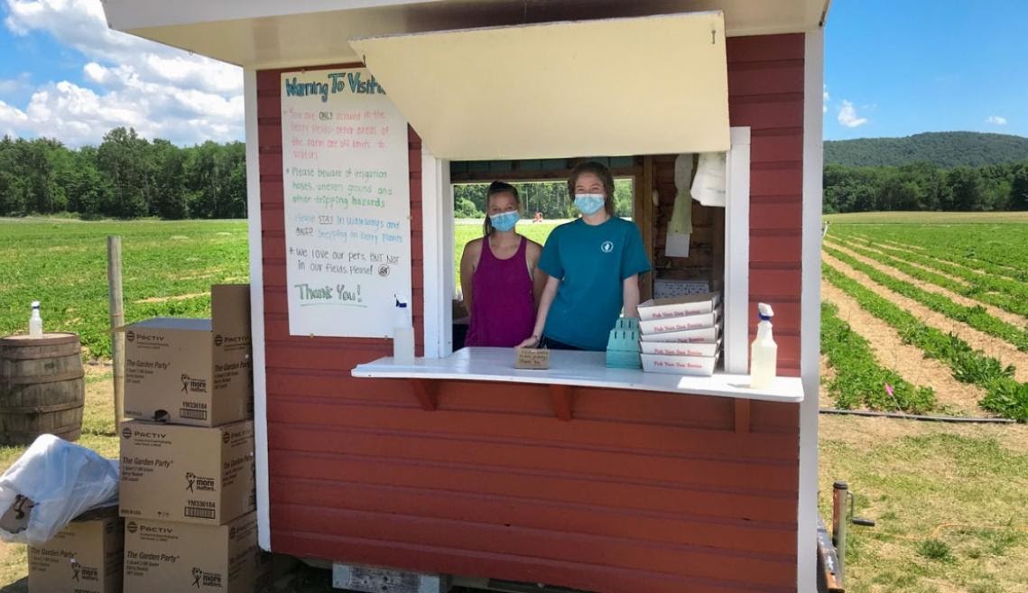 Two employees of Hand Melon Farms in Greenwich, NY, provide flats and pints for picking blueberries – and offer NYS sanitizer for safety. 