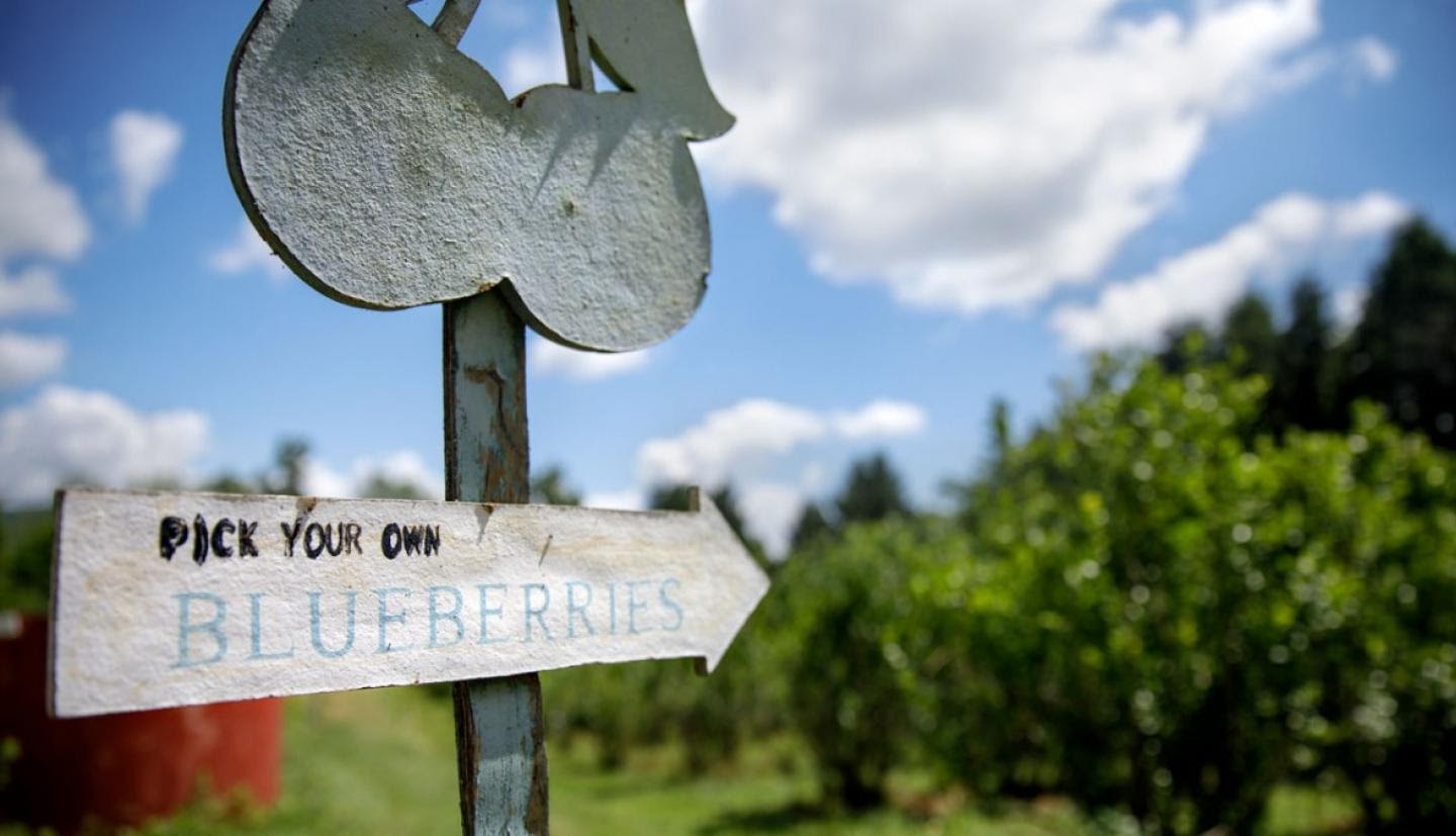 A sign on a pick-your-own blueberry farm.