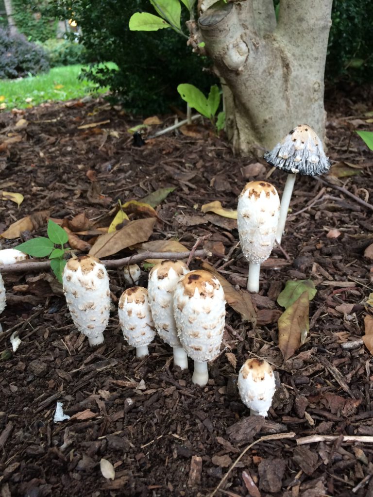 Shaggy Mane mushrooms