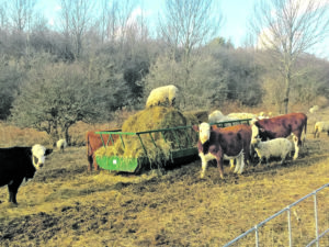 A well-built rectangular-shaped round bale feeder used for multi species feeding.