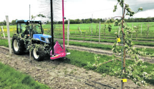 A tractor uses a mechanical thinner in a Cornell AgriTech orchard.