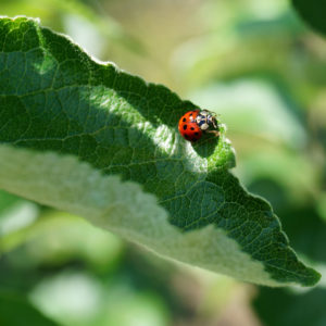 ladybug leafy green unsplash