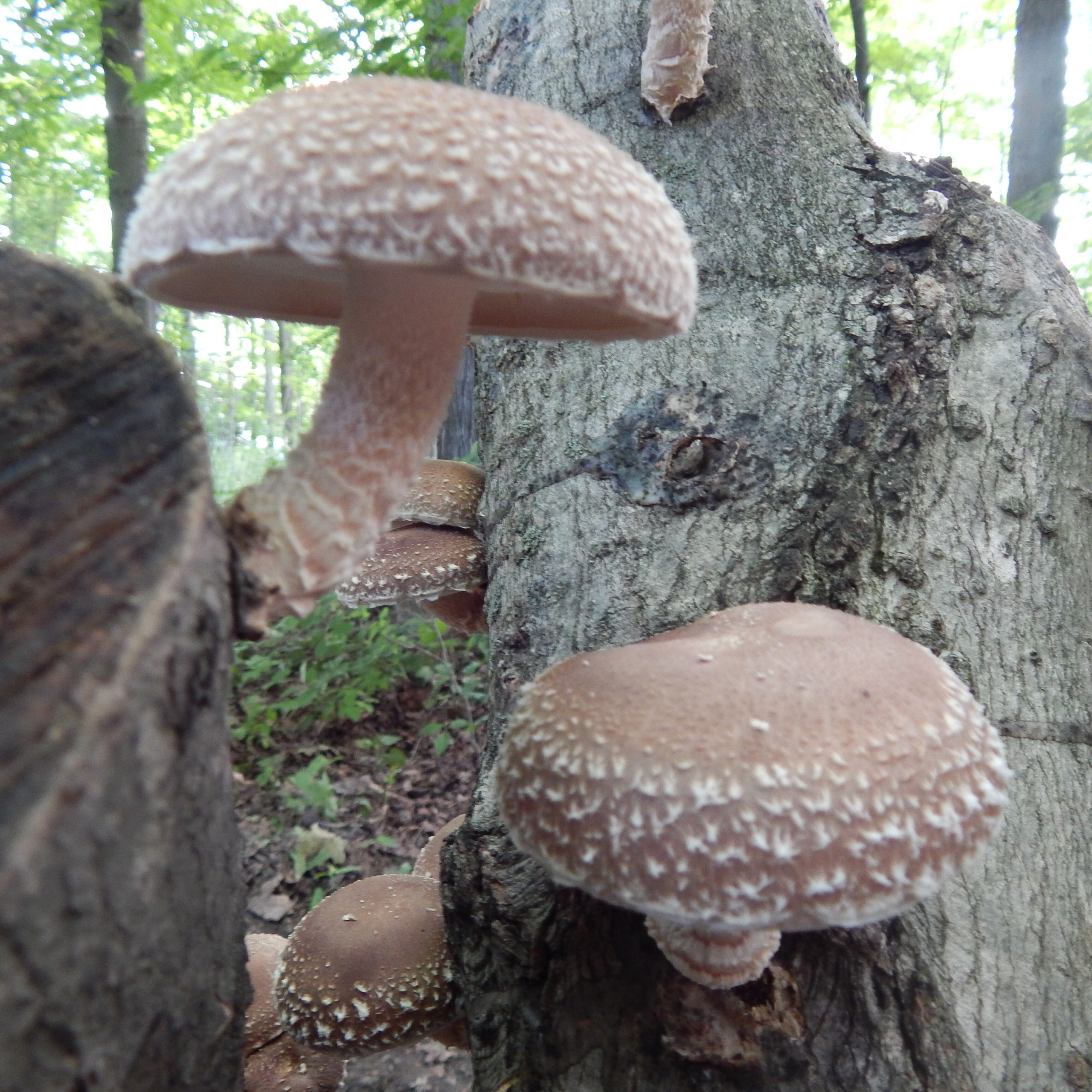 Shiitake mushrooms grow on a log