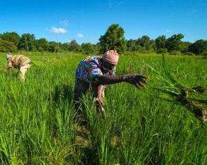 african rice farmer ny cornell insta