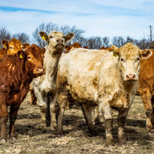 cattle field mud unsplash insta