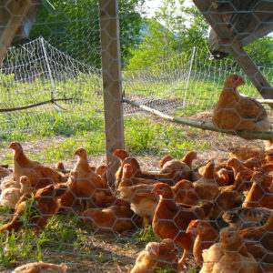 chickens on pasture shelterbelt