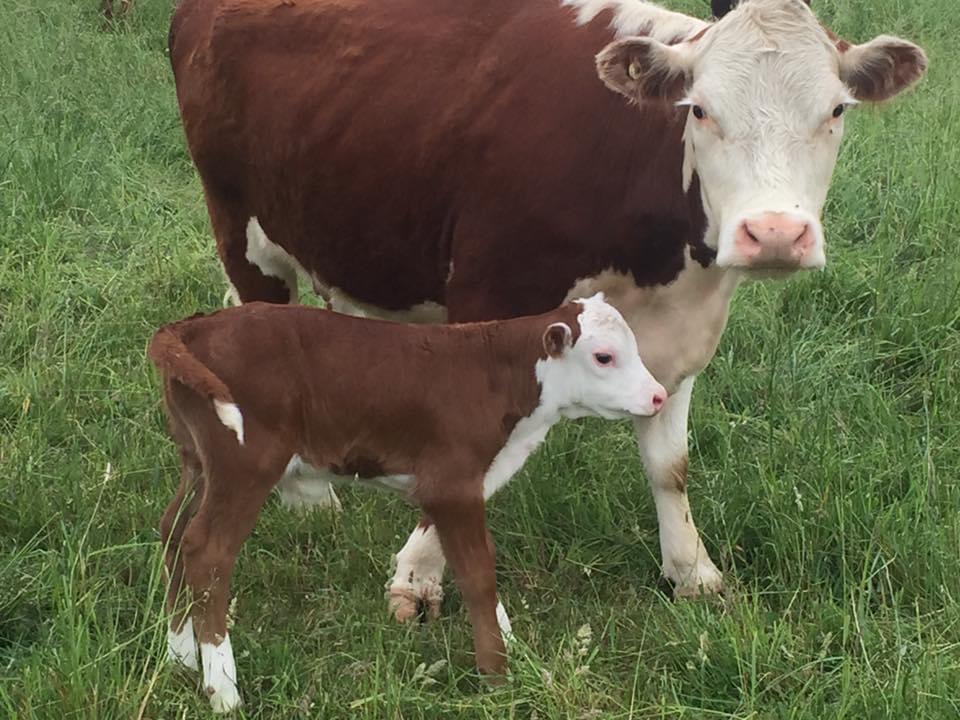 A new calf stands by its mother.