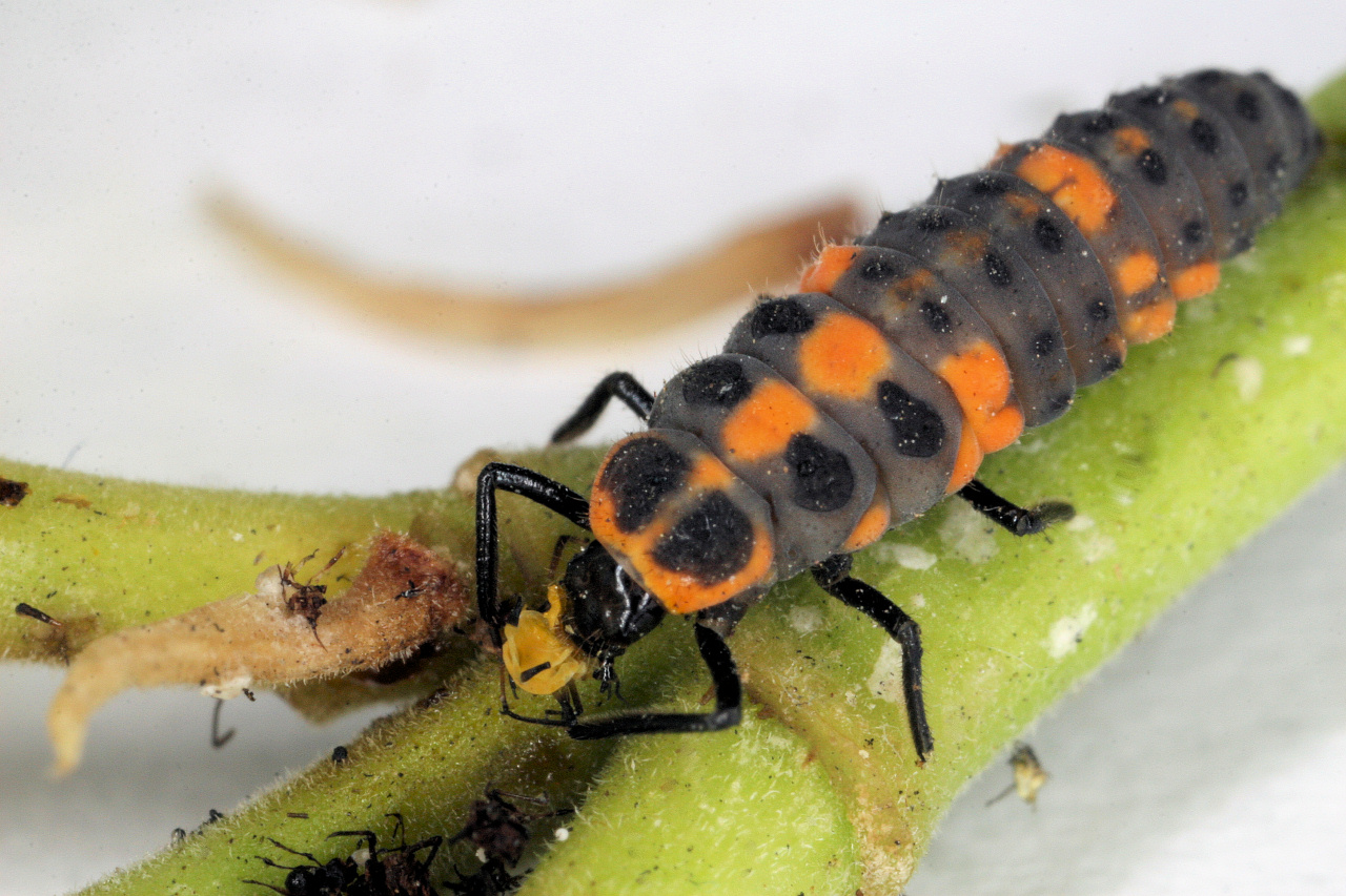 A lady-beetle larva consuming an aphid. 