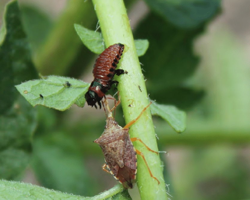 A spined soldier bug consuming a CPB larva. 