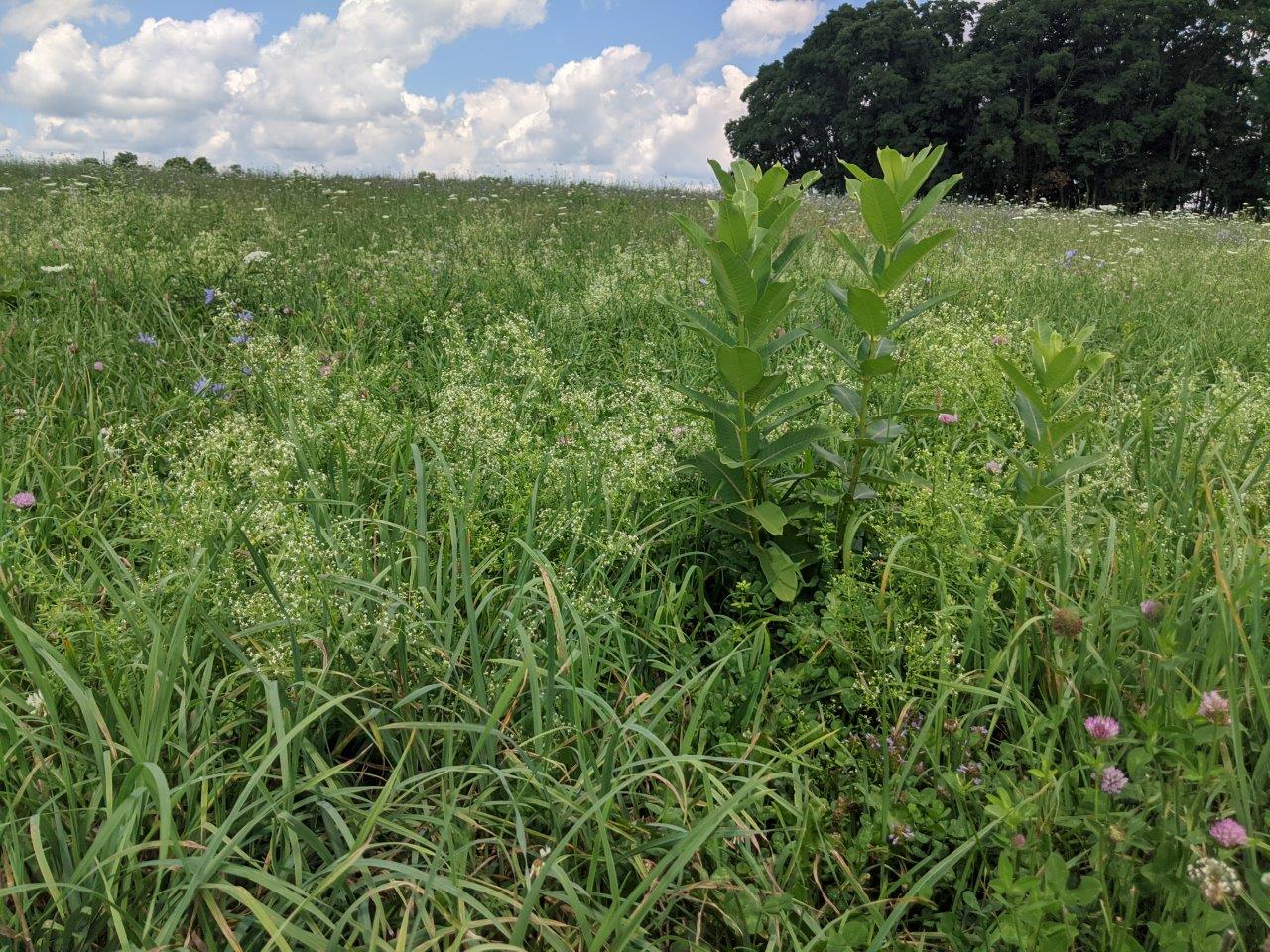 2021 Spring SFQ pasture weeds milkweed