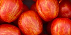 An image of the Cherry Ember tomato shows bright red skin with yellow stripes.