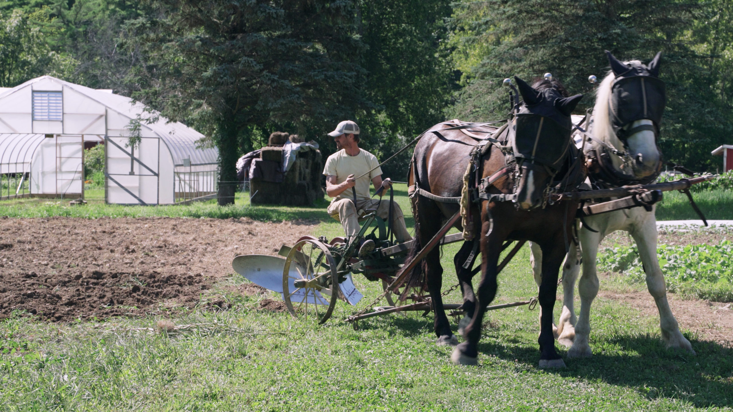 Tim Biello guides a horse that pulls a plow.
